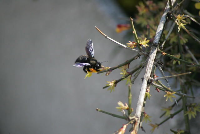 Big lovely iridescent bumble-type bee