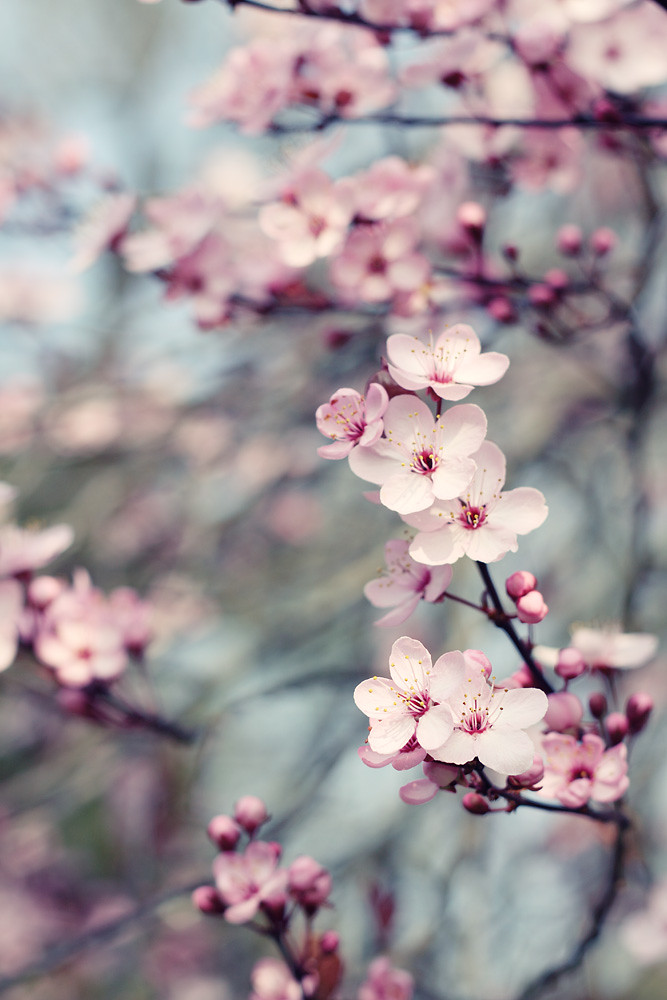 Tree Flowers | Canon 50d + Canon 50mm F1.8 55laney69.blogspo… | Flickr