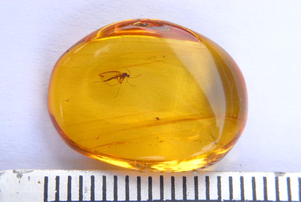 Insect in Baltic amber, 50 years (1) | … | Flickr