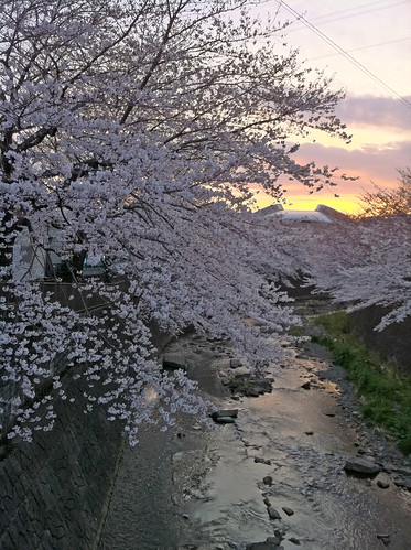 sunset japan creek tokyo sakura machida