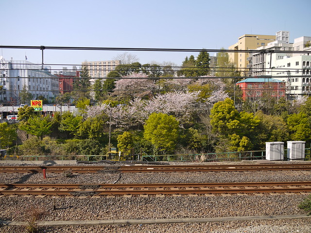 Sakura at Surugadai