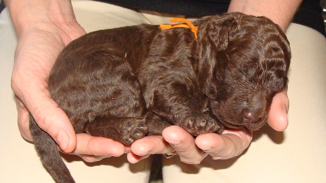 Chocolate Labradoodle - Henry
