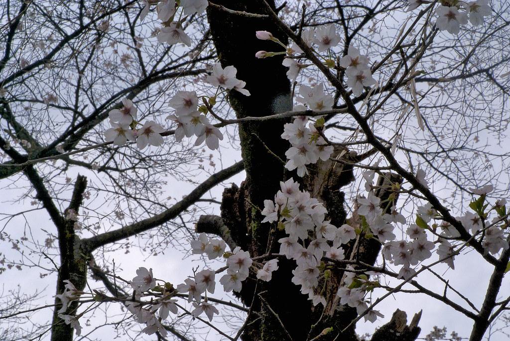 桜 四万温泉 2011/05/01 | Satoshi Haneda | Flickr