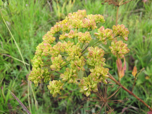 Kitulo National Park Tanzania-125 by Micah & Erin, flower flora southernhighlandstzsafaris