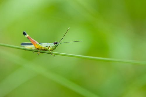 mountain macro nature insect thailand nationalpark nikon grasshopper creature d3 worldheritage khaoyai physis prachinburi