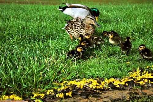 duck babies ducks ducklings quack duckbabies