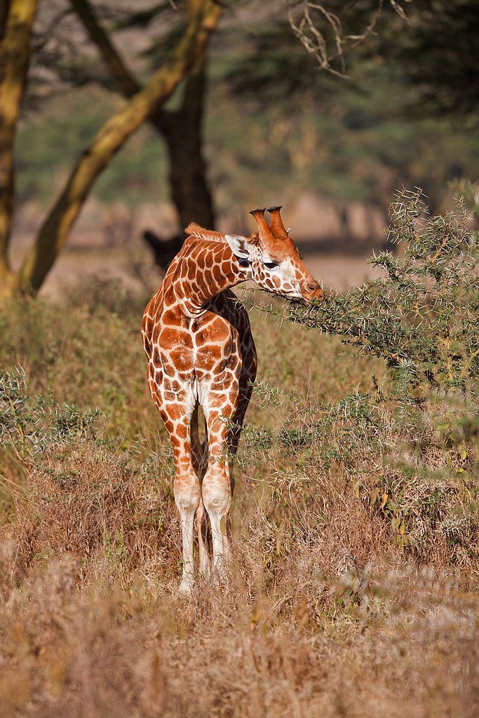 Rothschild's Giraffe - Kenya