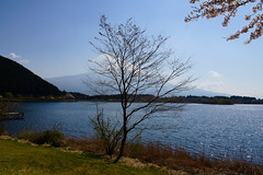 Lake Tanuki and Mount Fuji