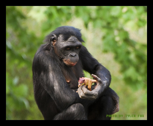 nikon dinosaur chimp ape bonobo jacksonvillezoo d80 tylersphotos