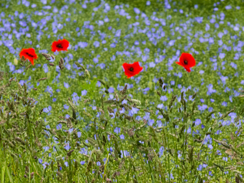 Poppies in a field of flax