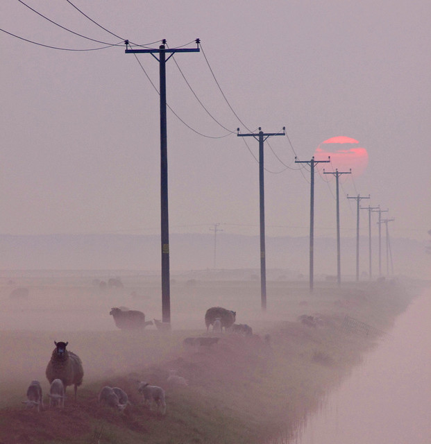 Sheep In The Misty Sunrise