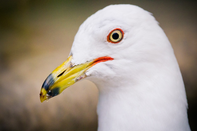 Ring-Billed Gull Head-shot