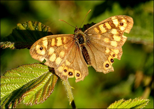 france butterfly fa wallbrown parargeaegeria