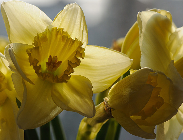 Daffodils (Narcissus 'Carlton')
