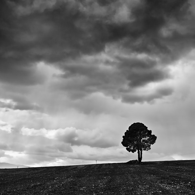 The Lonely Tree II (Final)