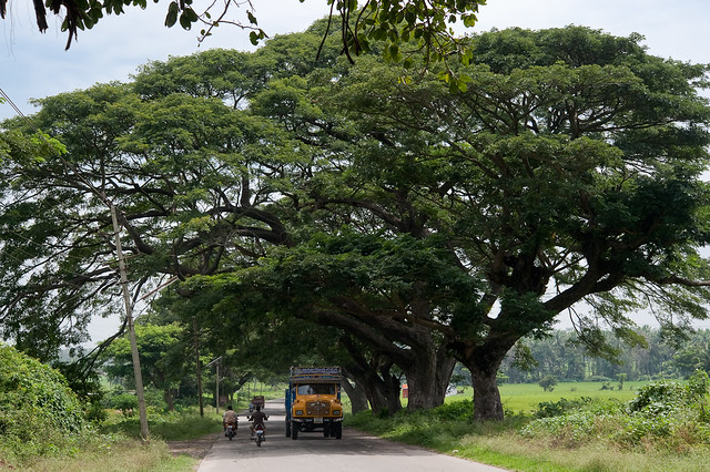 Big trees on the road to Mysore