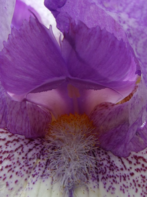Dentro l' iris !