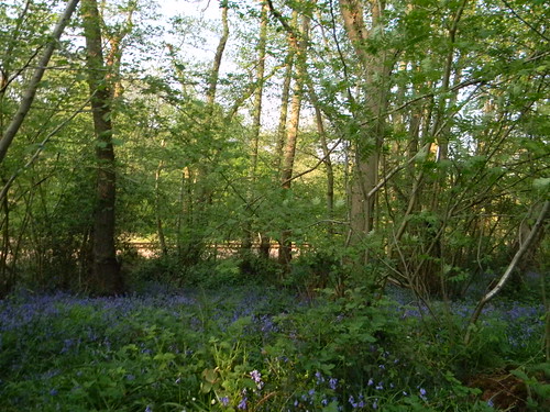 Bluebells Friezeland Wood Frant to TW