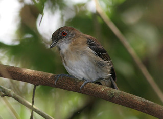 Black-tailed Antbird, Muyuna Lodge, S of Iquitos, PE, 2006_12_27 047.jpg | by maholyoak