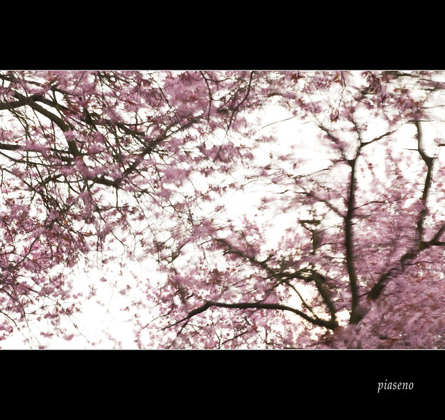 Cherry blossom (III)