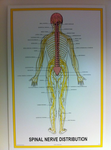 Spinal Nerve Distribution | Rick Carpenter | Flickr
