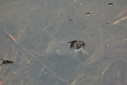 Frog swimming