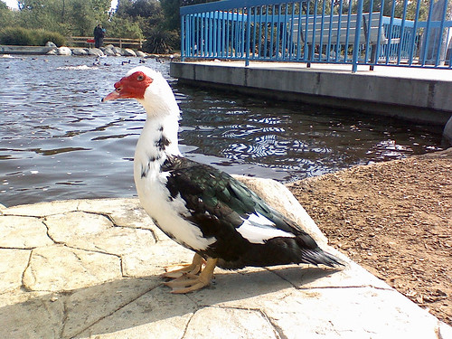 Muscovy duck | Cairina moschata, Conejo Creek North Park. Fi… | Flickr