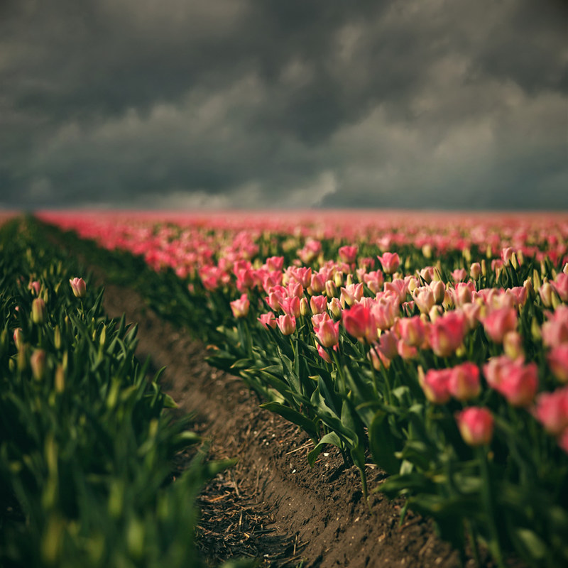 Tulipanes by soleá