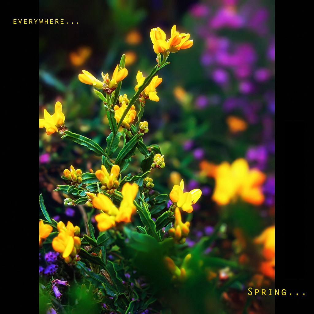 Spring everywhere.. by kyptanuy