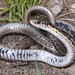 Flickr photo 'Thamnophis elegans vagrans: Wandering Gartersnake' by: Todd W Pierson.