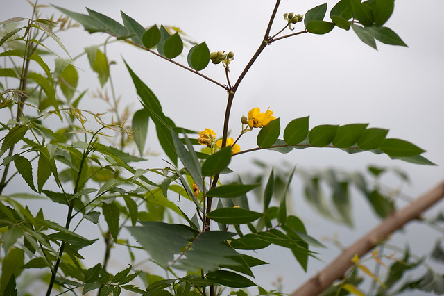 Senna occidentalis (Fabaceae)