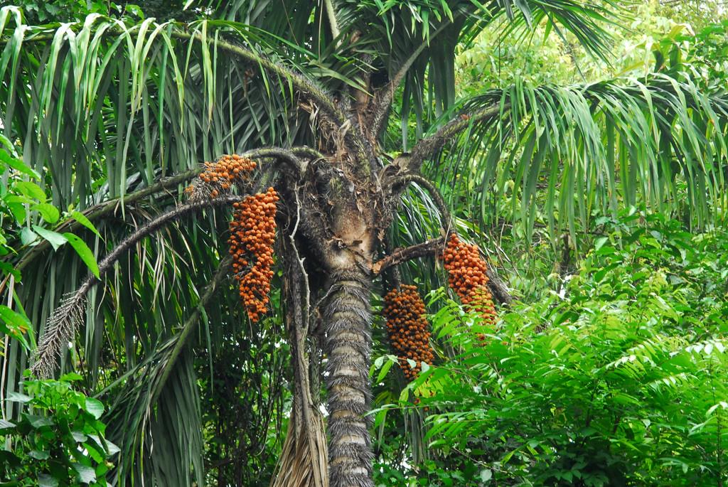 Pejibaye Palm (Bactris gasipaes)