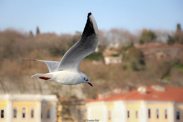 Seagull flying over the Bosporus canal