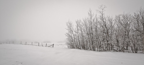 trees winter snow ice nature fog landscape frost sony alberta rime lightroom yellowheadhighway a850 ianmckenziephotography