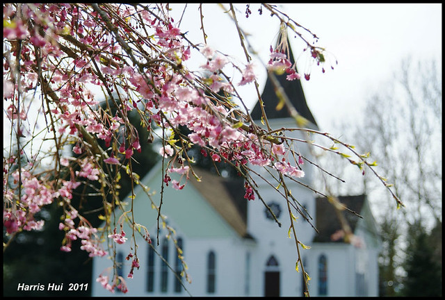 Cherry Blossoms and Minoru Chapel 7216e