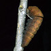 Flickr photo 'Pap: Papilio multicaudata - prepupa 18' by: David Bygott.