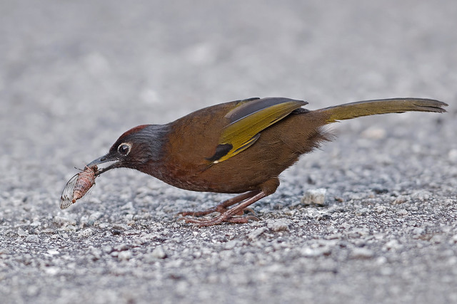 Chestnut-Crowned Laughingthrush