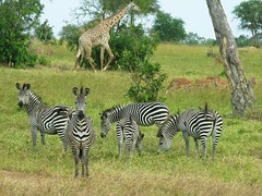 Impala, zebra and giraffe