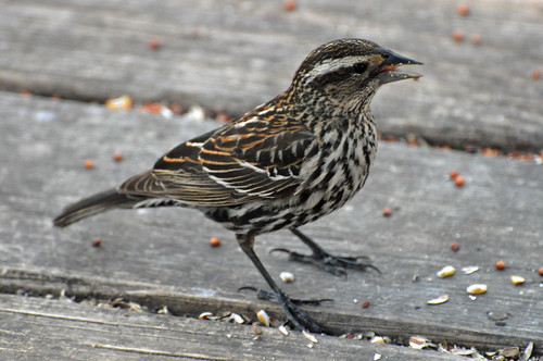 bird nature flickr texas unitedstates bryan