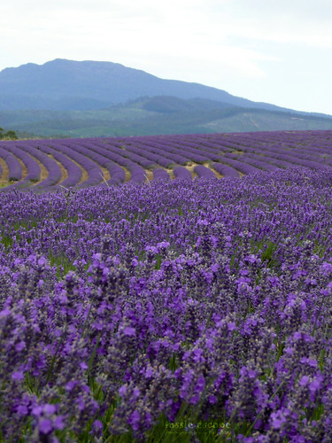 flowers blue mountain green field purple farm lavender australia tasmania tas tz3