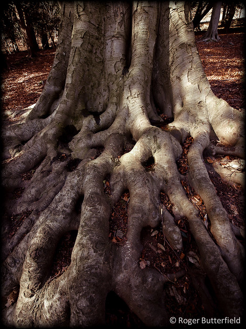 Beech Roots