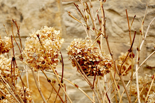 flowers ohio architecture sand sandstone 19thcentury 1800s monotone hydrangea dried akron summitcounty 1837 2011 neutrals highlandsquare nikond90 simonperkinsmansion