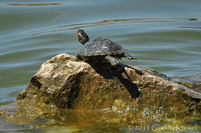 turtle yoga