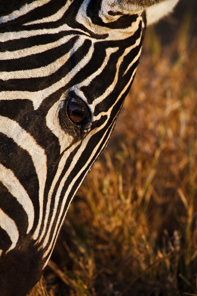 Common Zebra - Kenya