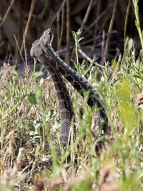 Rattlesnake Mating Dance