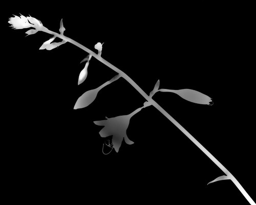 Photogram 2 | by michaelbmadden