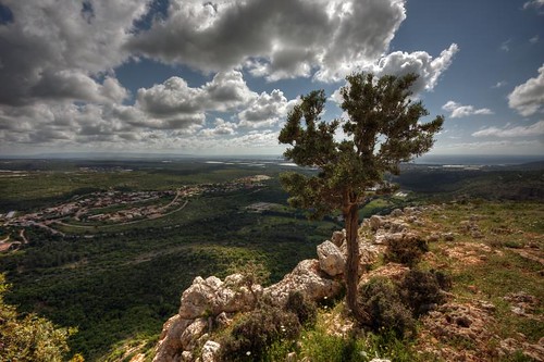 travel landscape geotagged israel flora galilee olivetree westerngalilee queshetcave img323678hdr geo:lat=33076179 geo:lon=35195067