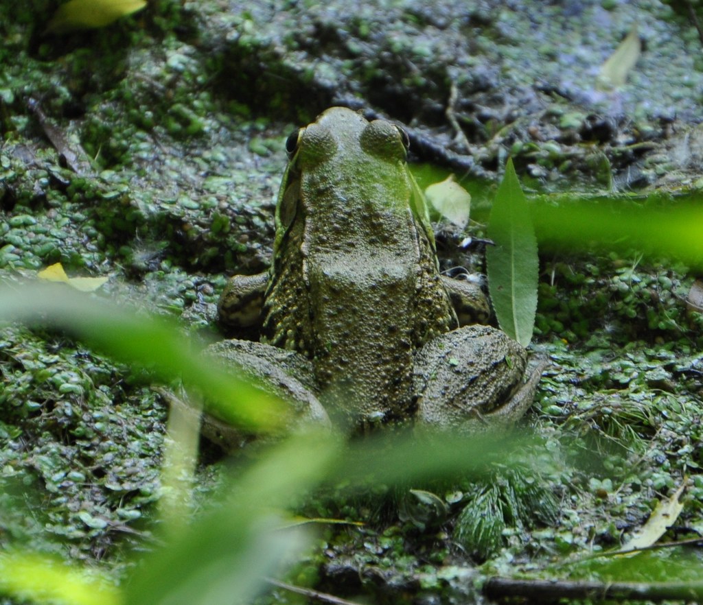 DSC_0330 | Frog | Ted | Flickr