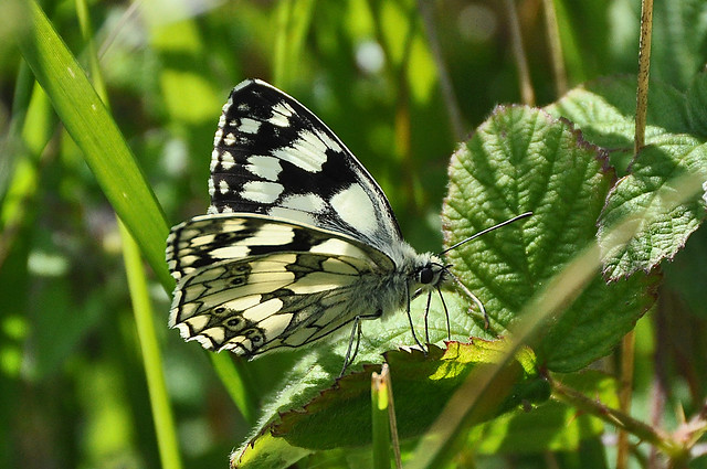 Marbled White butterfly (Melanargia galathea)