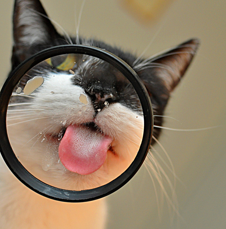 cat tongue licking magnifying glass
